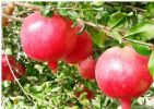 Pomegranate Extract 